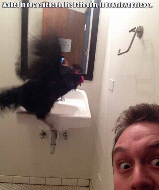 best funny pictures, funny pics, funny photos, funny pictures, funny vids, the best funny pictures, really funny photos, funny photos of animals