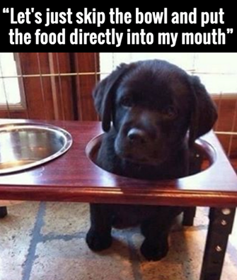 best funny pictures, funny pics, funny photos, funny pictures, funny vids, the best funny pictures, really funny photos, funny photos of animals