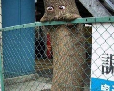 best funny pictures, funny pics, funny photos, funny pictures, funny vids, the best funny pictures, really funny photos, funny photos of animals