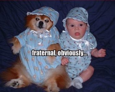 twins, fraternal twins, twins don't look alike, not identical twins, funny twins, funny fraternal twins, twins funny, twins meme, funny story, funny pic, funny pics, funny photo, funny photos, funny picture, funny pictures, funny dog, funny dogs, funny baby, funny babies
