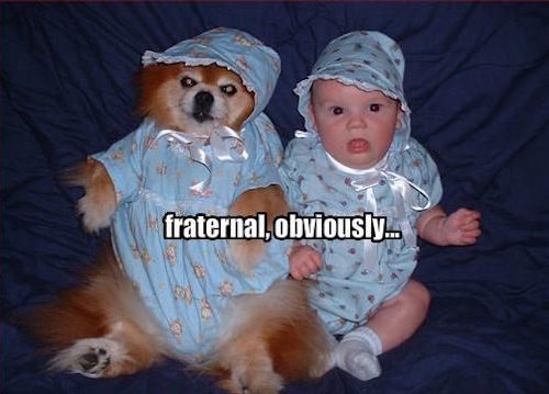 twins, fraternal twins, twins don't look alike, not identical twins, funny twins, funny fraternal twins, twins funny, twins meme, funny story, funny pic, funny pics, funny photo, funny photos, funny picture, funny pictures, funny dog, funny dogs, funny baby, funny babies