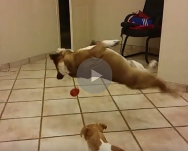 funny videos, funny video, funny dog, funny dogs, dog, dogs, video, videos, funny vids, funny vid, funny dog vid, funny dog vid, dog catch fail, dog fail videos, fail dog, funny dog fail, epic dog fail, epic fail dog, dog ball fail, dog fail jump