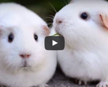 disappointed guinea pig, funny guinea pig, funny animal, funny animals, guinea pig sound of silence, sound of silence guined pig, funny video, funny videos, funny vid, funny vids, guniea pig videos, guinea pig video