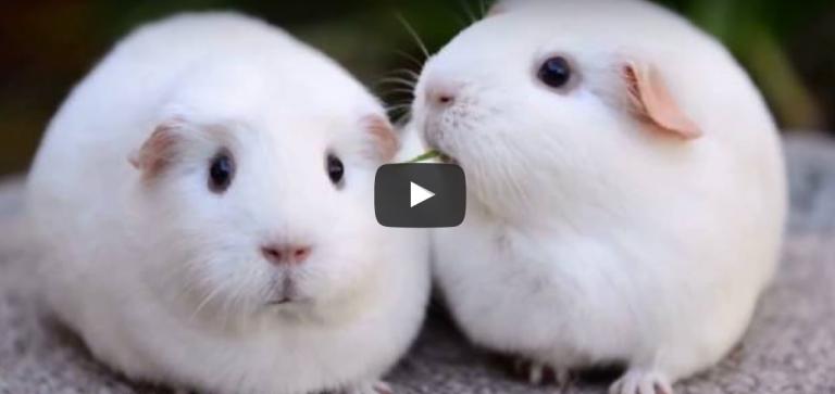 disappointed guinea pig, funny guinea pig, funny animal, funny animals, guinea pig sound of silence, sound of silence guined pig, funny video, funny videos, funny vid, funny vids, guniea pig videos, guinea pig video