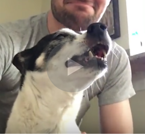 Let's All Just Watch This Dog's Hilarious Sneeze For The Rest Of The Day