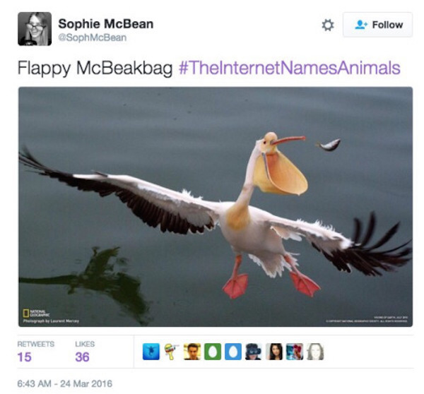 Everything Is As It Should Be When The Internet Names Animals