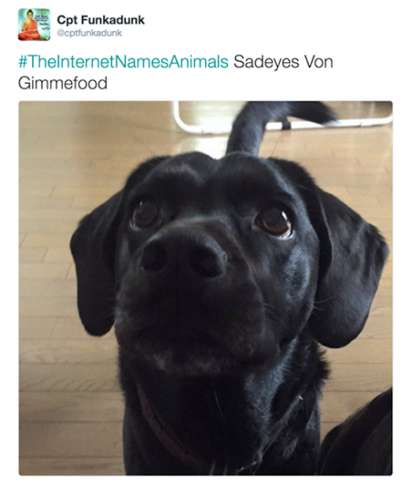 the best funny pictures of the internet names animals sadeyes vongivemefood dog