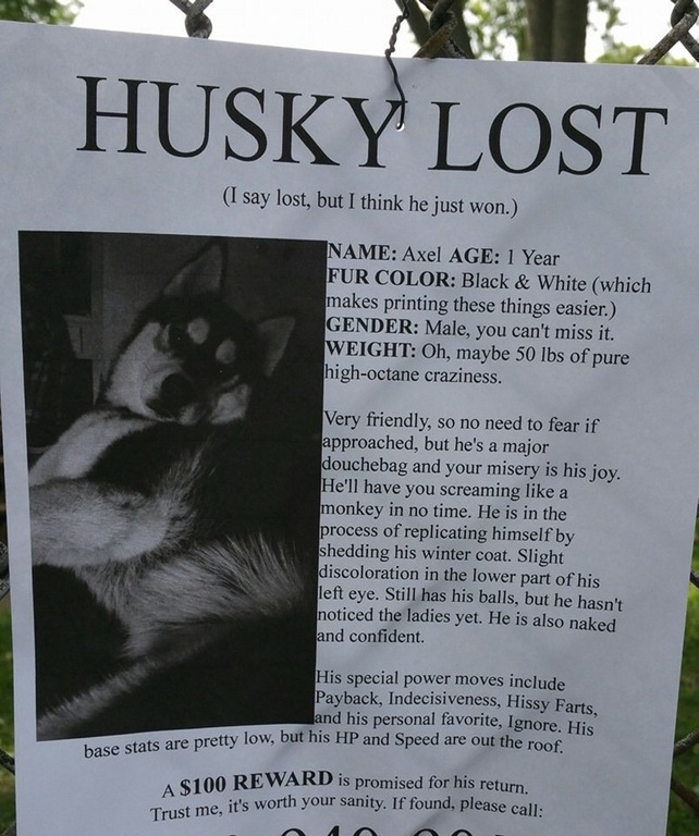 lost husky, husky lost, lost husky funny, husky lost funny, husky lost flyer, husky lost sign, lost husky flyer, lost husky sign, funny flyer, funny flyers, funny sign, funny signs, animals, animal, missing animal, missing animals, missing animal funny, missing animals funny, missing husky funny, husky missing funny