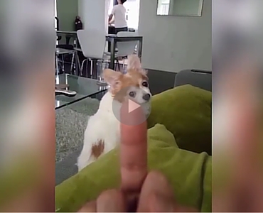 We Can All Relate To This Dog Who Hates Being Flipped Off