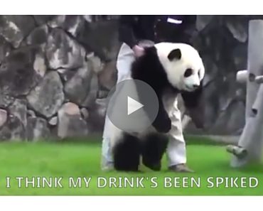 drunk panda, funny panda, funny pandas, panda, pandas, cute panda, panda drunk, funny video, funny videos, funny vid, funny vids, animal video, animal videos