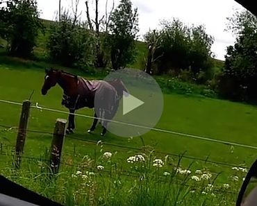 horse loves heavy metal, heavy metal horse, horse heavy metal, horse rock, rock horse, horse rock music, rock music horse, dancing horse, horse dancing, headbanging horse, horse headbanging, funny horse, horse funny, funny horse video, funny horse videos, funny video, funny videos, funny vid, funny vids, animal video, animal videos, animal vids, animal vid