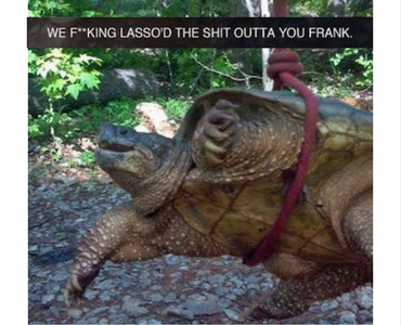 frank the snapping turtle, frank the turtle, meet frank, the adventures of frank the snapping turtle, the epic tale of frank the snapping turtle, frank the snapping turtle reddit, frank the snapping turtle imgur, funny turtle, turtle funny, crank turtle, snapping turtle, random, weird, funny story, funny stories, funny animal, funny animals, turtle frank, snapping turtle frank, meet frank the turtle,