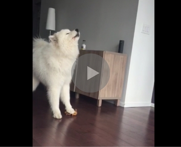 dog sings while squeezing toy, dog singing, dog plays to like instrument, dog musician, musician dog, dog music, music dog, howling dog, dog howling, singing samoyed, samoyed singing, dog squeak toy, squeak toy dog, singing dog funny, funny singing dog, funny dog sings, dog sings funny, funny dog, funny dogs, best dog video, best dog video ever, funny video, funny videos, funny vid, funny vids, animal video, animal videos, funny animal, funny animals,
