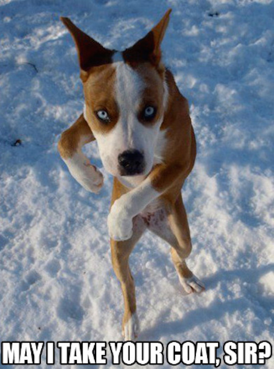 Lets Give A Standing Ovation To These Awkwardly Standing Dogs