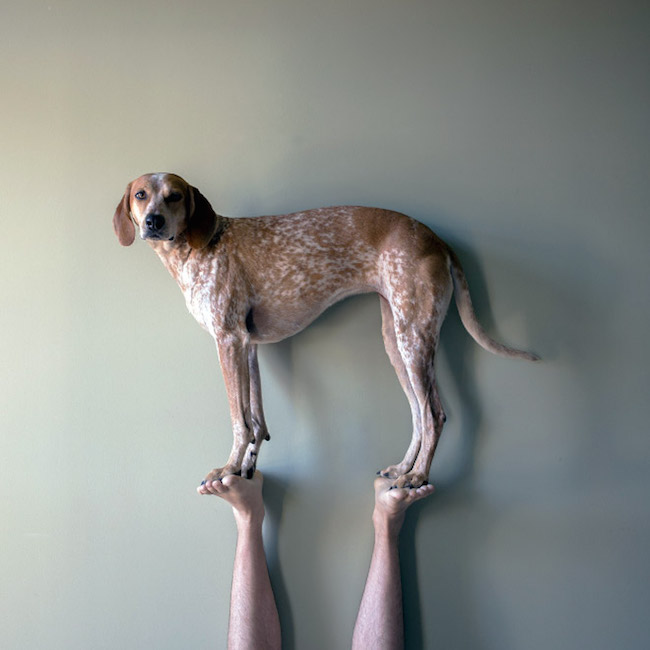 10 Things Only A German Shorthaired Pointer Owner Would Understand