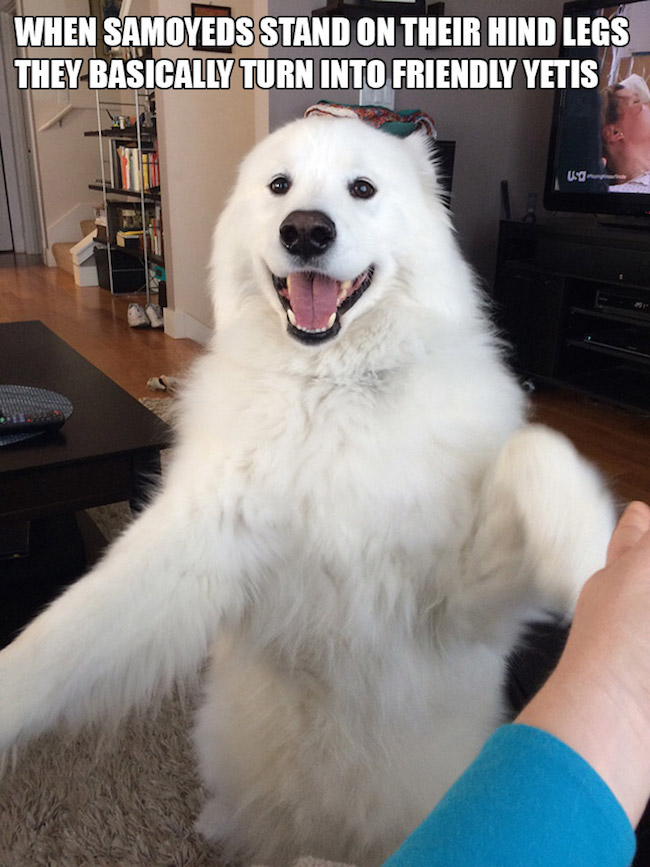 Let's Give A Standing Ovation To These Awkwardly Standing Dogs Let's Give A Standing Ovation To These Awkwardly Standing Dogs