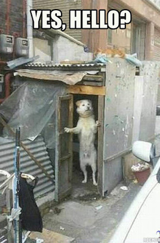 standing dogs, standing dog, standing dog meme, standing dog memes, funny standing dog, funny standing dogs, standing dog funny, standing dogs funny, awkward standing dog, awkward standing dog, awkwardly standing dog, dog standing awkwardly, dogs standing like humans, dog standing like human, funny dog, funny dogs, dog, dogs, dogs funny, dog funny, funny pictures of dogs, funny dogs and cats, funny pics of dogs, pictures of funny dogs, funny images of dogs, dogs being funny, cute funny dogs, funny photos of dogs, funny cute dogs, dogs with funny faces, images of funny dogs, funny dogs with captions, funny pictures of cats and dogs, funny pictures dogs, funny pictures of dogs and cats, pics of funny dogs, funny pictures of dogs with captions, cute and funny dogs, funny dogs images, really funny dogs, dogs images funny, funny dogs photos, very funny dogs, dogs are funny, funny funny dogs, dogs that are funny, funny pics of dogs with captions, funny small dogs, funny big dogs, funny and cute dogs, funny pics of dogs and cats, funny pics dogs, pictures of funny looking dogs, funny pics of cats and dogs, funny looking dogs pictures, funny little dogs, funny pictures with dogs, photos of funny dogs, most funny dogs, funny dogs and puppies, funny cats and funny dogs, funny pictures about dogs, i love funny dogs, pictures of funny dogs and cats, images funny dogs, really funny pictures of dogs, pictures funny dogs