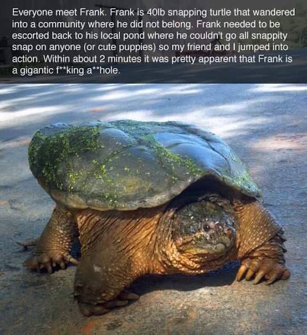 The Story Of Frank: A Snapping Turtle With A Serious Attitude