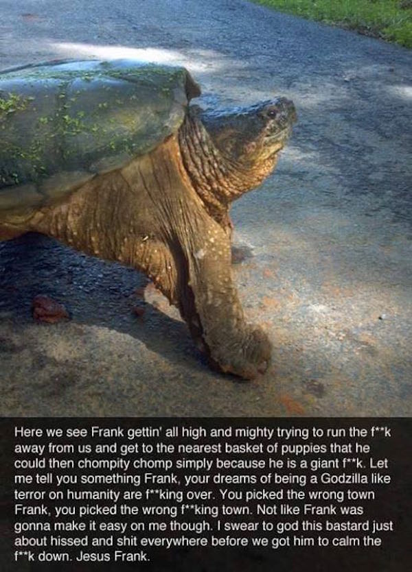 The Story Of Frank: A Snapping Turtle With A Serious Attitude Problem
