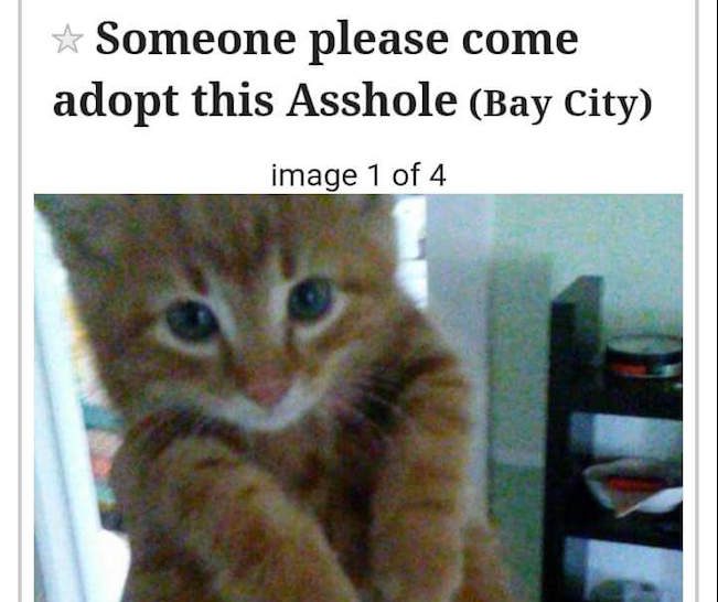 kitten craigslist near me