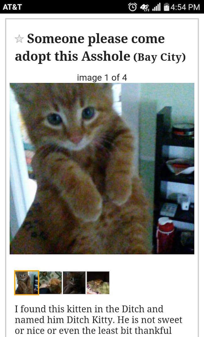 kittens for sale near me craigslist