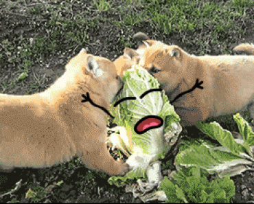 gifs with faces, gifs with faces drawn on, gifs drawn on faces, gifs with faces added, gifs with faces reddit, reddit gifs with faces, adding faces makes everything better, adding faces to objects, drawing faces on gifs, inanimate objects with faces gif, animated faces on gifs, draw on gifs, gif faces tumblr, gif faces illusion, adding faces to things, faces in objects, cute animated gifs, cute animated faces, cute animated faces on gifs, faces drawn on, faces added, adding faces to things, gifs that have cute faces drawn on, drawn on gifs, faces gifs, gifs faces, funny faces added to GIFs, gifs, gif, funny gif, funny gifs, animated gifs, animated gif, moving gif, moving gifs, best gif, best gifs, top gif, top gifs