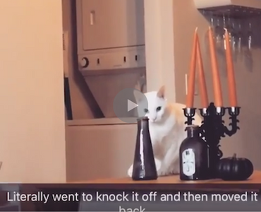 Here's What A Cat Does When It Gets Caught Being A Total Asshole