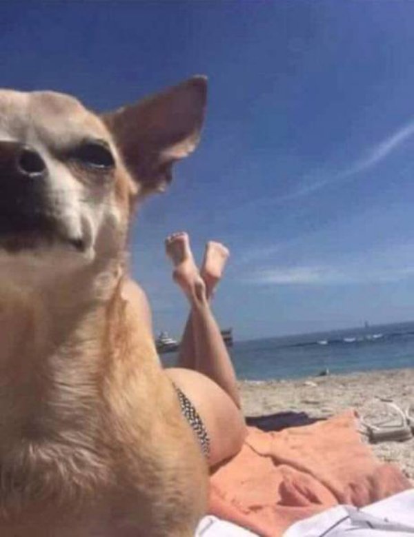 the best funny pictures of perfectly timed beach dog legs