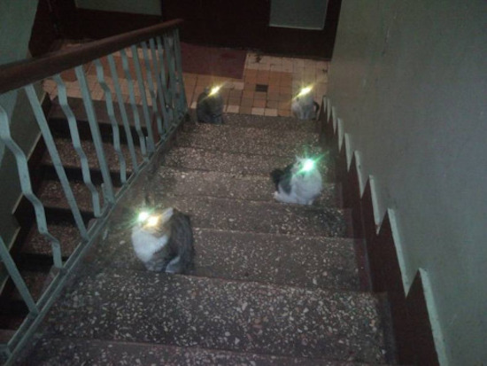 Image result for flash pic of cats