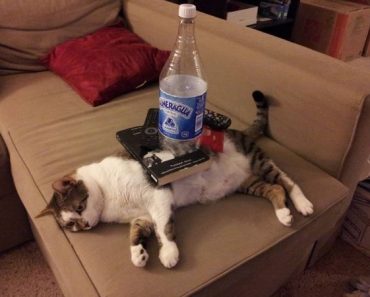 best funny pictures, funny pics, funny photos, funny pictures, funny vids, the best funny pictures, really funny photos, funny photos of animals