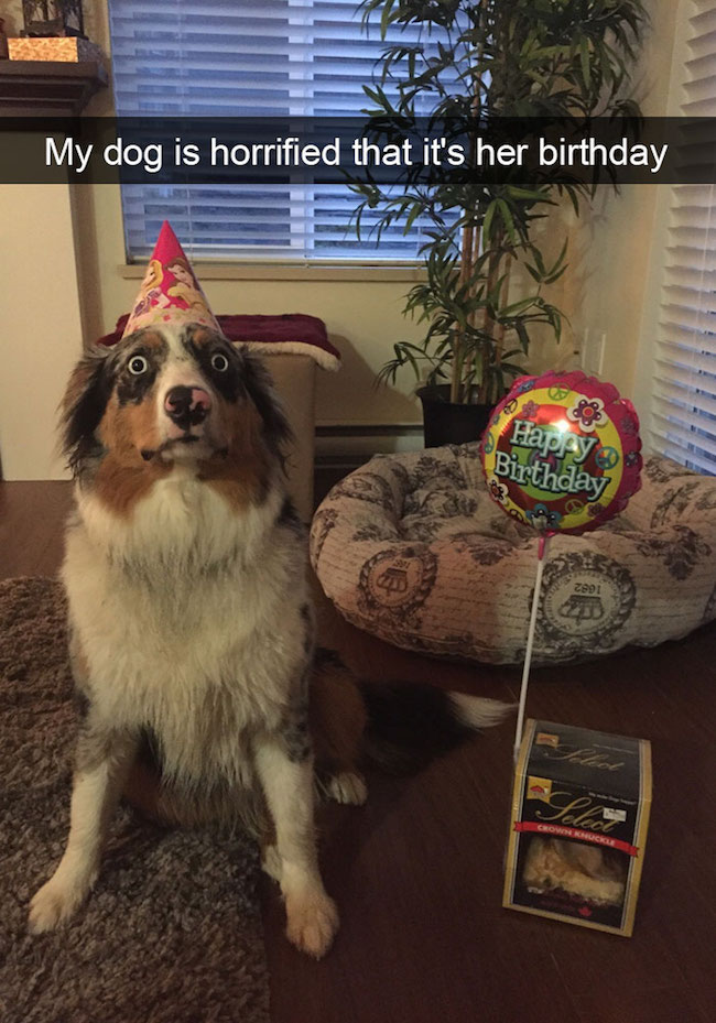 Funniest Dogs on Snapchat! | Guaranteed To Make You Laugh - Paw Five