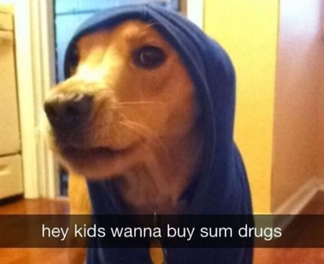 30 Of The Funniest Dog Snapchats That Mastered The Art Of Captioning