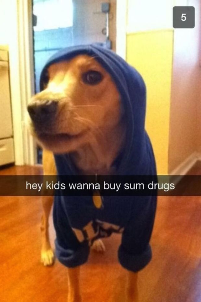 funny dog snapchats