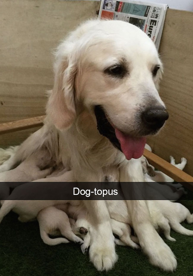 funny dog snapchats