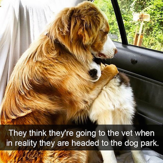 funny dog snapchats, funny dog snapchat, hilarious dog snapchats, hilarious dog snapchat, funniest dog snapchats, funniest dog snapchats 2016, funniest dog snapchats 2017, funniest dog snapchats 2018, funniest dog snapchats 2019, funniest dog snapchats 2020, best dog snapchat ever, best dog snapchats, best dog snapchat, best dog snapchats 2016, best dog snapchats 2017, best dog snapchats 2018, best dog snapchats 2019, best dog snapchats 2020, funniest snapchats 2016, funniest snapchats 2017, funniest snapchats 2018, funniest snapchats 2019, funniest snapchats 2020, funniest pet snapchats, funniest pet snapchats 2016, funniest pet snapchats 2017, funniest pet snapchats 2018, funniest pet snapchats 2019, funniest pet snapchats 2020, funny dog snapchat captions, funniest dog snapchat captions, funniest snapchat captions, funniesst dog snapchat captions 2016, funniesst dog snapchat captions 2017, funniesst dog snapchat captions 2018, funniesst dog snapchat captions 2019, funniesst dog snapchat captions 2020, animal snapchat accounts, animal snapchats to follow, hilarious dog snapchats, dog snapchat accounts, funny animals, funniest animal snapchats, funniest animal snapchats 2016, funniest animal snapchats 2017, funniest animal snapchats 2018, funniest animal snapchats 2019, funniest animal snapchats 2020, best animal snapchats, best animal snapchats 2016, best animal snapchats 2017, best animal snapchats 2018, best animal snapchats 2019, best animal snapchats 2020, funny snapchat, funny snapchats, funny snaps, funny snap, snapchat funny, sanpchats funny, snap funny, snaps funny, best snapchats, best snapchat, best snap, best snaps, top snapchats, top snapchat, top snaps, top snap, best snapchat ever, greatest snapchat ever, greatest snap ever, funniest snapchat ever, funniest snap ever, funniest snapchats 2016, funniest snapchats 2017, funniest snapchats 2018, funniest snapchats 2019, funniest snapchats 2020, best snapchats 2016, best snapchats 2017, best snapchats 2018, best snapchats 2019, best snapchats 2020, greatest snapchats 2016, greatest snapchats 2017, greatest snapchats 2018, greatest snapchats 2019, greatest snapchats 2020, what is snapchat, snapchat ideas, clever snapchats, clever snaps, funny snapchats to follow, funny snapchats videos, funny snapchats to send to your crush, funny snapchats drawings, funny snapchats tumblr, funny snapchat captions, snapchats with perfect captions, funny snapchats buzzfeed, funny snapchats reddit, funny snapchats tumblr, hilarious snapchat, hilarious snapchats, hilarious snapchat captions, funny selfie captions, captions for pictures of yourself, captions for pictures, short captions for selfies, funny snapchat ideas with emojis, things to talk about on snapchat, funny snapchat ideas, funny snapchat stories, funny snapchat drawings, funny snapchat filters, funny snapchat captions, funny snapchat pictures, funny snapchat memes, how to make funny snapchats, how to send funny snapchats, really funny snapchats, funny birthday snapchats, funny snapchats to send to friends, snap snapchat, snapchat snap, what's snapchat, online snapchat, snapchat website, on snapchat, snapchat please, what are snaps, funny dog, funny dogs, dog, dogs, dogs funny, dog funny, funny pictures of dogs, funny dogs and cats, funny pics of dogs, pictures of funny dogs, funny images of dogs, dogs being funny, cute funny dogs, funny photos of dogs, funny cute dogs, dogs with funny faces, images of funny dogs, funny dogs with captions, funny pictures of cats and dogs, funny pictures dogs, funny pictures of dogs and cats, pics of funny dogs, funny pictures of dogs with captions, cute and funny dogs, funny dogs images, really funny dogs, dogs images funny, funny dogs photos, very funny dogs, dogs are funny, funny funny dogs, dogs that are funny, funny pics of dogs with captions, funny small dogs, funny big dogs, funny and cute dogs, funny pics of dogs and cats, funny pics dogs, pictures of funny looking dogs, funny pics of cats and dogs, funny looking dogs pictures, funny little dogs, funny pictures with dogs, photos of funny dogs, most funny dogs, funny dogs and puppies, funny cats and funny dogs, funny pictures about dogs, i love funny dogs, pictures of funny dogs and cats, images funny dogs, really funny pictures of dogs, pictures funny dogs