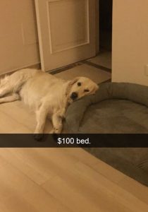 30 Of The Funniest Dog Snapchats That Mastered The Art Of Captioning