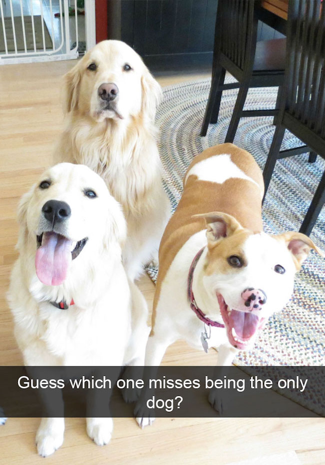 Funny best sale dog snapchats