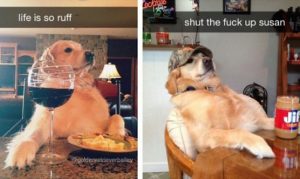30 Of The Funniest Dog Snapchats That Mastered The Art Of Captioning