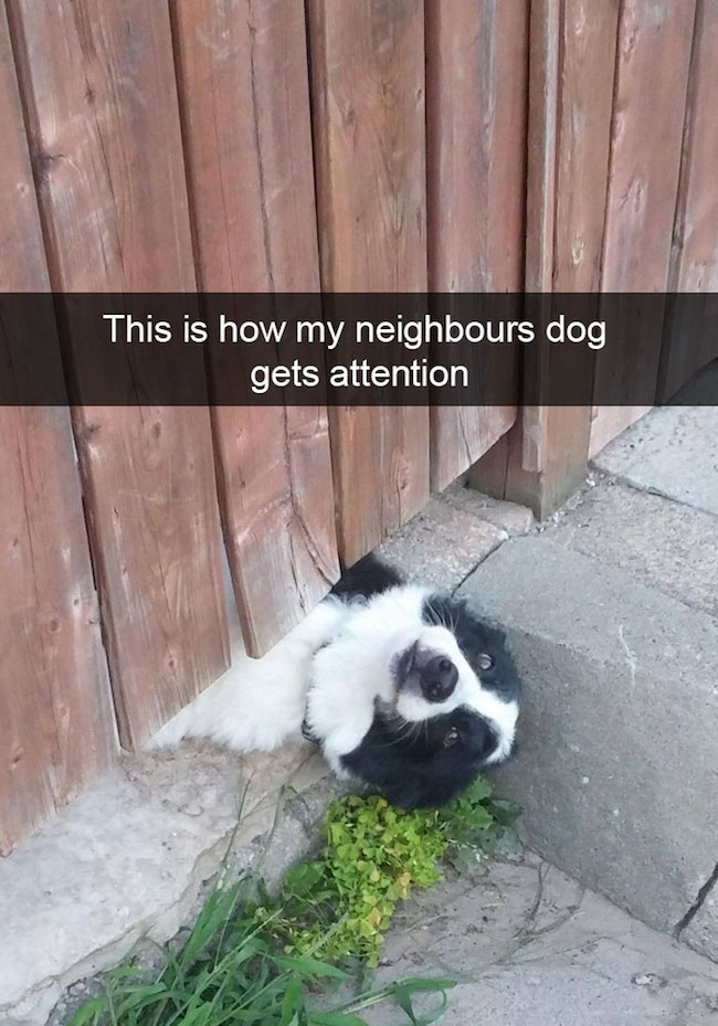 funny dog snapchats, funny dog snapchat, hilarious dog snapchats, hilarious dog snapchat, funniest dog snapchats, funniest dog snapchats 2016, funniest dog snapchats 2017, funniest dog snapchats 2018, funniest dog snapchats 2019, funniest dog snapchats 2020, best dog snapchat ever, best dog snapchats, best dog snapchat, best dog snapchats 2016, best dog snapchats 2017, best dog snapchats 2018, best dog snapchats 2019, best dog snapchats 2020, funniest snapchats 2016, funniest snapchats 2017, funniest snapchats 2018, funniest snapchats 2019, funniest snapchats 2020, funniest pet snapchats, funniest pet snapchats 2016, funniest pet snapchats 2017, funniest pet snapchats 2018, funniest pet snapchats 2019, funniest pet snapchats 2020, funny dog snapchat captions, funniest dog snapchat captions, funniest snapchat captions, funniesst dog snapchat captions 2016, funniesst dog snapchat captions 2017, funniesst dog snapchat captions 2018, funniesst dog snapchat captions 2019, funniesst dog snapchat captions 2020, animal snapchat accounts, animal snapchats to follow, hilarious dog snapchats, dog snapchat accounts, funny animals, funniest animal snapchats, funniest animal snapchats 2016, funniest animal snapchats 2017, funniest animal snapchats 2018, funniest animal snapchats 2019, funniest animal snapchats 2020, best animal snapchats, best animal snapchats 2016, best animal snapchats 2017, best animal snapchats 2018, best animal snapchats 2019, best animal snapchats 2020, funny snapchat, funny snapchats, funny snaps, funny snap, snapchat funny, sanpchats funny, snap funny, snaps funny, best snapchats, best snapchat, best snap, best snaps, top snapchats, top snapchat, top snaps, top snap, best snapchat ever, greatest snapchat ever, greatest snap ever, funniest snapchat ever, funniest snap ever, funniest snapchats 2016, funniest snapchats 2017, funniest snapchats 2018, funniest snapchats 2019, funniest snapchats 2020, best snapchats 2016, best snapchats 2017, best snapchats 2018, best snapchats 2019, best snapchats 2020, greatest snapchats 2016, greatest snapchats 2017, greatest snapchats 2018, greatest snapchats 2019, greatest snapchats 2020, what is snapchat, snapchat ideas, clever snapchats, clever snaps, funny snapchats to follow, funny snapchats videos, funny snapchats to send to your crush, funny snapchats drawings, funny snapchats tumblr, funny snapchat captions, snapchats with perfect captions, funny snapchats buzzfeed, funny snapchats reddit, funny snapchats tumblr, hilarious snapchat, hilarious snapchats, hilarious snapchat captions, funny selfie captions, captions for pictures of yourself, captions for pictures, short captions for selfies, funny snapchat ideas with emojis, things to talk about on snapchat, funny snapchat ideas, funny snapchat stories, funny snapchat drawings, funny snapchat filters, funny snapchat captions, funny snapchat pictures, funny snapchat memes, how to make funny snapchats, how to send funny snapchats, really funny snapchats, funny birthday snapchats, funny snapchats to send to friends, snap snapchat, snapchat snap, what's snapchat, online snapchat, snapchat website, on snapchat, snapchat please, what are snaps, funny dog, funny dogs, dog, dogs, dogs funny, dog funny, funny pictures of dogs, funny dogs and cats, funny pics of dogs, pictures of funny dogs, funny images of dogs, dogs being funny, cute funny dogs, funny photos of dogs, funny cute dogs, dogs with funny faces, images of funny dogs, funny dogs with captions, funny pictures of cats and dogs, funny pictures dogs, funny pictures of dogs and cats, pics of funny dogs, funny pictures of dogs with captions, cute and funny dogs, funny dogs images, really funny dogs, dogs images funny, funny dogs photos, very funny dogs, dogs are funny, funny funny dogs, dogs that are funny, funny pics of dogs with captions, funny small dogs, funny big dogs, funny and cute dogs, funny pics of dogs and cats, funny pics dogs, pictures of funny looking dogs, funny pics of cats and dogs, funny looking dogs pictures, funny little dogs, funny pictures with dogs, photos of funny dogs, most funny dogs, funny dogs and puppies, funny cats and funny dogs, funny pictures about dogs, i love funny dogs, pictures of funny dogs and cats, images funny dogs, really funny pictures of dogs, pictures funny dogs