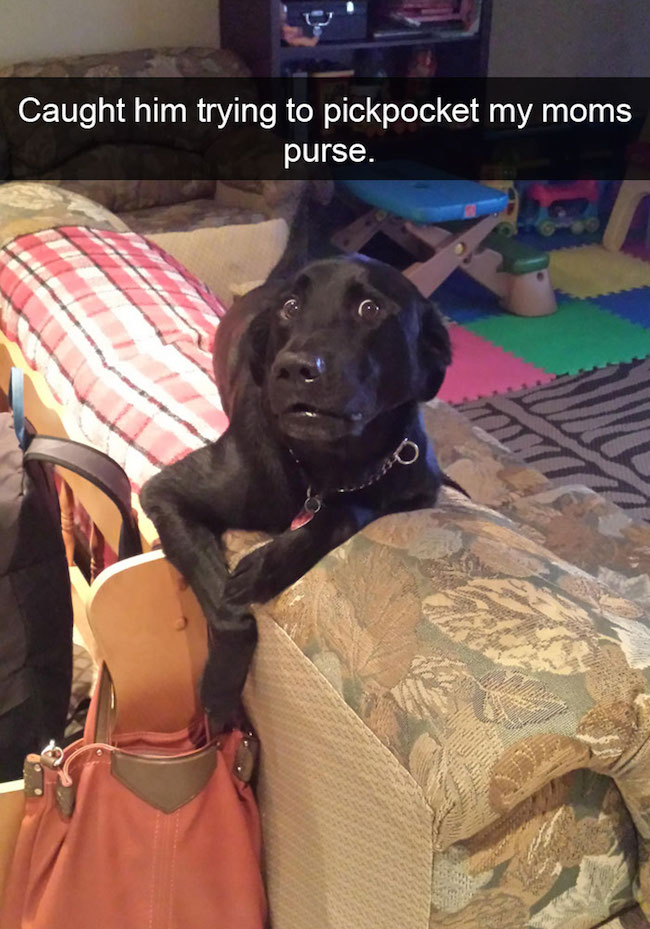 funny dog snapchats, funny dog snapchat, hilarious dog snapchats, hilarious dog snapchat, funniest dog snapchats, funniest dog snapchats 2016, funniest dog snapchats 2017, funniest dog snapchats 2018, funniest dog snapchats 2019, funniest dog snapchats 2020, best dog snapchat ever, best dog snapchats, best dog snapchat, best dog snapchats 2016, best dog snapchats 2017, best dog snapchats 2018, best dog snapchats 2019, best dog snapchats 2020, funniest snapchats 2016, funniest snapchats 2017, funniest snapchats 2018, funniest snapchats 2019, funniest snapchats 2020, funniest pet snapchats, funniest pet snapchats 2016, funniest pet snapchats 2017, funniest pet snapchats 2018, funniest pet snapchats 2019, funniest pet snapchats 2020, funny dog snapchat captions, funniest dog snapchat captions, funniest snapchat captions, funniesst dog snapchat captions 2016, funniesst dog snapchat captions 2017, funniesst dog snapchat captions 2018, funniesst dog snapchat captions 2019, funniesst dog snapchat captions 2020, animal snapchat accounts, animal snapchats to follow, hilarious dog snapchats, dog snapchat accounts, funny animals, funniest animal snapchats, funniest animal snapchats 2016, funniest animal snapchats 2017, funniest animal snapchats 2018, funniest animal snapchats 2019, funniest animal snapchats 2020, best animal snapchats, best animal snapchats 2016, best animal snapchats 2017, best animal snapchats 2018, best animal snapchats 2019, best animal snapchats 2020, funny snapchat, funny snapchats, funny snaps, funny snap, snapchat funny, sanpchats funny, snap funny, snaps funny, best snapchats, best snapchat, best snap, best snaps, top snapchats, top snapchat, top snaps, top snap, best snapchat ever, greatest snapchat ever, greatest snap ever, funniest snapchat ever, funniest snap ever, funniest snapchats 2016, funniest snapchats 2017, funniest snapchats 2018, funniest snapchats 2019, funniest snapchats 2020, best snapchats 2016, best snapchats 2017, best snapchats 2018, best snapchats 2019, best snapchats 2020, greatest snapchats 2016, greatest snapchats 2017, greatest snapchats 2018, greatest snapchats 2019, greatest snapchats 2020, what is snapchat, snapchat ideas, clever snapchats, clever snaps, funny snapchats to follow, funny snapchats videos, funny snapchats to send to your crush, funny snapchats drawings, funny snapchats tumblr, funny snapchat captions, snapchats with perfect captions, funny snapchats buzzfeed, funny snapchats reddit, funny snapchats tumblr, hilarious snapchat, hilarious snapchats, hilarious snapchat captions, funny selfie captions, captions for pictures of yourself, captions for pictures, short captions for selfies, funny snapchat ideas with emojis, things to talk about on snapchat, funny snapchat ideas, funny snapchat stories, funny snapchat drawings, funny snapchat filters, funny snapchat captions, funny snapchat pictures, funny snapchat memes, how to make funny snapchats, how to send funny snapchats, really funny snapchats, funny birthday snapchats, funny snapchats to send to friends, snap snapchat, snapchat snap, what's snapchat, online snapchat, snapchat website, on snapchat, snapchat please, what are snaps, funny dog, funny dogs, dog, dogs, dogs funny, dog funny, funny pictures of dogs, funny dogs and cats, funny pics of dogs, pictures of funny dogs, funny images of dogs, dogs being funny, cute funny dogs, funny photos of dogs, funny cute dogs, dogs with funny faces, images of funny dogs, funny dogs with captions, funny pictures of cats and dogs, funny pictures dogs, funny pictures of dogs and cats, pics of funny dogs, funny pictures of dogs with captions, cute and funny dogs, funny dogs images, really funny dogs, dogs images funny, funny dogs photos, very funny dogs, dogs are funny, funny funny dogs, dogs that are funny, funny pics of dogs with captions, funny small dogs, funny big dogs, funny and cute dogs, funny pics of dogs and cats, funny pics dogs, pictures of funny looking dogs, funny pics of cats and dogs, funny looking dogs pictures, funny little dogs, funny pictures with dogs, photos of funny dogs, most funny dogs, funny dogs and puppies, funny cats and funny dogs, funny pictures about dogs, i love funny dogs, pictures of funny dogs and cats, images funny dogs, really funny pictures of dogs, pictures funny dogs