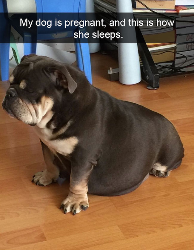 funny dog snapchats