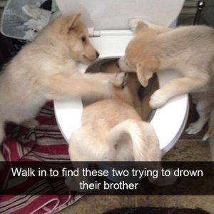 30 Of The Funniest Dog Snapchats That Mastered The Art Of Captioning