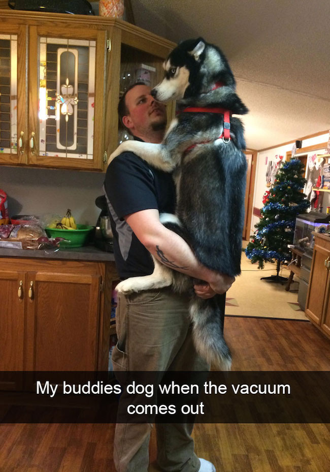 funny dog snapchats, funny dog snapchat, hilarious dog snapchats, hilarious dog snapchat, funniest dog snapchats, funniest dog snapchats 2016, funniest dog snapchats 2017, funniest dog snapchats 2018, funniest dog snapchats 2019, funniest dog snapchats 2020, best dog snapchat ever, best dog snapchats, best dog snapchat, best dog snapchats 2016, best dog snapchats 2017, best dog snapchats 2018, best dog snapchats 2019, best dog snapchats 2020, funniest snapchats 2016, funniest snapchats 2017, funniest snapchats 2018, funniest snapchats 2019, funniest snapchats 2020, funniest pet snapchats, funniest pet snapchats 2016, funniest pet snapchats 2017, funniest pet snapchats 2018, funniest pet snapchats 2019, funniest pet snapchats 2020, funny dog snapchat captions, funniest dog snapchat captions, funniest snapchat captions, funniesst dog snapchat captions 2016, funniesst dog snapchat captions 2017, funniesst dog snapchat captions 2018, funniesst dog snapchat captions 2019, funniesst dog snapchat captions 2020, animal snapchat accounts, animal snapchats to follow, hilarious dog snapchats, dog snapchat accounts, funny animals, funniest animal snapchats, funniest animal snapchats 2016, funniest animal snapchats 2017, funniest animal snapchats 2018, funniest animal snapchats 2019, funniest animal snapchats 2020, best animal snapchats, best animal snapchats 2016, best animal snapchats 2017, best animal snapchats 2018, best animal snapchats 2019, best animal snapchats 2020, funny snapchat, funny snapchats, funny snaps, funny snap, snapchat funny, sanpchats funny, snap funny, snaps funny, best snapchats, best snapchat, best snap, best snaps, top snapchats, top snapchat, top snaps, top snap, best snapchat ever, greatest snapchat ever, greatest snap ever, funniest snapchat ever, funniest snap ever, funniest snapchats 2016, funniest snapchats 2017, funniest snapchats 2018, funniest snapchats 2019, funniest snapchats 2020, best snapchats 2016, best snapchats 2017, best snapchats 2018, best snapchats 2019, best snapchats 2020, greatest snapchats 2016, greatest snapchats 2017, greatest snapchats 2018, greatest snapchats 2019, greatest snapchats 2020, what is snapchat, snapchat ideas, clever snapchats, clever snaps, funny snapchats to follow, funny snapchats videos, funny snapchats to send to your crush, funny snapchats drawings, funny snapchats tumblr, funny snapchat captions, snapchats with perfect captions, funny snapchats buzzfeed, funny snapchats reddit, funny snapchats tumblr, hilarious snapchat, hilarious snapchats, hilarious snapchat captions, funny selfie captions, captions for pictures of yourself, captions for pictures, short captions for selfies, funny snapchat ideas with emojis, things to talk about on snapchat, funny snapchat ideas, funny snapchat stories, funny snapchat drawings, funny snapchat filters, funny snapchat captions, funny snapchat pictures, funny snapchat memes, how to make funny snapchats, how to send funny snapchats, really funny snapchats, funny birthday snapchats, funny snapchats to send to friends, snap snapchat, snapchat snap, what's snapchat, online snapchat, snapchat website, on snapchat, snapchat please, what are snaps, funny dog, funny dogs, dog, dogs, dogs funny, dog funny, funny pictures of dogs, funny dogs and cats, funny pics of dogs, pictures of funny dogs, funny images of dogs, dogs being funny, cute funny dogs, funny photos of dogs, funny cute dogs, dogs with funny faces, images of funny dogs, funny dogs with captions, funny pictures of cats and dogs, funny pictures dogs, funny pictures of dogs and cats, pics of funny dogs, funny pictures of dogs with captions, cute and funny dogs, funny dogs images, really funny dogs, dogs images funny, funny dogs photos, very funny dogs, dogs are funny, funny funny dogs, dogs that are funny, funny pics of dogs with captions, funny small dogs, funny big dogs, funny and cute dogs, funny pics of dogs and cats, funny pics dogs, pictures of funny looking dogs, funny pics of cats and dogs, funny looking dogs pictures, funny little dogs, funny pictures with dogs, photos of funny dogs, most funny dogs, funny dogs and puppies, funny cats and funny dogs, funny pictures about dogs, i love funny dogs, pictures of funny dogs and cats, images funny dogs, really funny pictures of dogs, pictures funny dogs