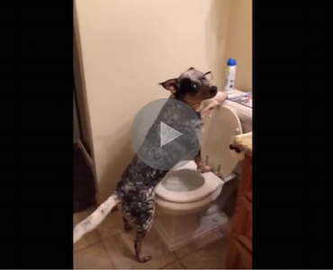 dog does the mannequin challenge, perfect mannequin challenge, dog mannequin challenge, mannequin challenge dog, dog nails mannequin challenge, dog wins mannequin challenge, mannequin challenge winner, best mannequin challenge, best mannequin challenges, mannequin challenge video, video mannequin challenge, best mannequin challenge ever, best mannequin challenge 2016, top mannequin challenge, greatest mannequin challenge, funniest mannequin challenge, funny mannequin challenge, mannequin challenge funny, funny dog, funny dogs, happy dog, dog happy, funny animals, funny animal, funny animal videos, funny animal video, funny videos, funny video, funny vids, funny vid, funny dog, funny dogs, dog, dogs, best dog ever, funny dog video, funny dog videos, funny dog vid, funny dog vids, dog videos funny, dog video funny, funniest dog videos 2016, funniest dog videos 2017, funniest dog videos 2018, funniest dog videos 2019, funniest dog videos 2020, best dog videos 2016, best dog videos 2017, best dog videos 2018, best dog videos 2019, best dog videos 2020