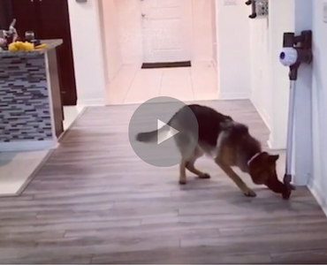 dog gets scared of a vacuum, dog scared of vacuum, vacuum scares dog, dog vacuum funny, funny dog vacuum, dog scared of the vacuum cleaner, my dog attacks the vacuum cleaner, dog attacks vacuum, dog barks at vacuum, funny dog, funny dogs, happy dog, dog happy, funny animals, funny animal, funny animal videos, funny animal video, funny videos, funny video, funny vids, funny vid, funny dog, funny dogs, dog, dogs, best dog ever, funny dog video, funny dog videos, funny dog vid, funny dog vids, dog videos funny, dog video funny, funniest dog videos 2016, funniest dog videos 2017, funniest dog videos 2018, funniest dog videos 2019, funniest dog videos 2020, best dog videos 2016, best dog videos 2017, best dog videos 2018, best dog videos 2019, best dog videos 2020