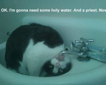 best funny pictures, funny pics, funny photos, funny pictures, funny vids, the best funny pictures, really funny photos, funny photos of animals, funny photos 2016, funny photos 2017, funny photos 2018, funny photos 2019, funny pics 2016, funny pics 2017, funny pics 2018, funny pics 2019, funny pictures 2016, funny pictures 2017, funny pictures 2018, funny pictures 2019, funniest pics 2016, funniest pics 2017, funniest pics 2018, funniest pics 2019, funniest pictures 2016, funniest pictures 2017, funniest pictures 2018, funniest pictures 2019, funniest photos 2016, funniest photos 2017, funniest photos 2018, funniest photos 2019