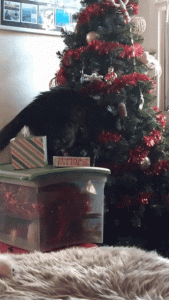 cats knocking over christmas trees cats knocking christmas trees over cats knocking christmas trees - Black Cat Christmas Tree cats knocking over christmas trees cats knocking christmas trees over cats knocking christmas trees - Black Cat Christmas Tree
