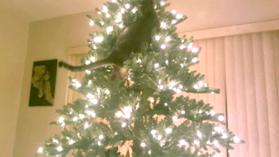 cats knocking over christmas trees, cats knocking christmas trees over, cats knocking christmas trees down, cats knocking down christmas trees, cats attacking christmas trees, cats vs christmas trees, cat in christmas tree, cats in christmas trees, black cat christmas tree, cats and christmas trees youtube, cats climbing christmas trees, cats christmas trees youtube, cats versus christmas trees, cats that love christmas trees, cat christmas tree, christmas tree cat, cats and christmas trees, christmas trees and cats, are christmas trees bad for cats, can cats eat christmas trees, cats and christmas trees videos, pictures of cats in christmas trees, cats with christmas trees, cats in christmas trees videos, cats real christmas trees, real christmas trees and cats, cats and real christmas trees, funniest cat gifs, funniest cat gifs 2016, funniest cat gifs 2017, funniest cat gifs 2018, funniest cat gifs 2019, funniest cat gifs 2020, best cat gifs, best cat gifs 2016, best cat gifs 2017, best cat gifs 2018, best cat gifs 2019, best cat gifs 2020, funniest animal gifs, funniest animal gifs 2016, funniest animal gifs 2017, funniest animal gifs 2018, funniest animal gifs 2019, funniest animal gifs 2020, funny gifs, funny animated gifs, gifs funny, funny animal gifs, funny vids, funny moving gifs,