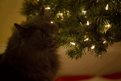 Cats vs Christmas Trees A Holiday GIF Collection