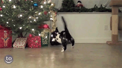free-animated-gifs-of-cats-knocking-over